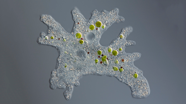 Illustration for article titled 7 Amoebas I Would Absolutely Invite Into My Brain